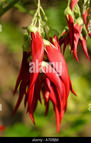 Hummer Claw (Clianthus puniceus) oder Parrot's Bill in Flower in Spring, West Sussex, England, Großbritannien Stockfoto