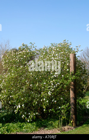 Mexikanische Orangenblüte (Choisya ternata) im Frühling in Sussex, England, Großbritannien Stockfoto