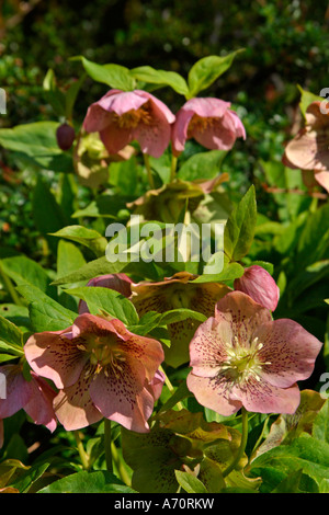 Blass rosa und weißen Nieswurz (Helleborus orientalis) in der Blüte im Frühjahr in Sussex, England, Großbritannien Stockfoto