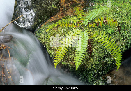 Kleiner Bach durch Moos Pads in den gemäßigten Regenwald, Mount Rainier Nationalpark, Washington State, USA Stockfoto