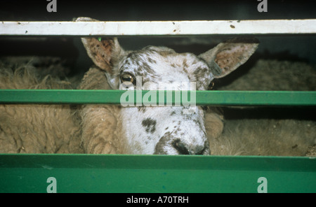 Sheep for Export, Live Export, Brightlingsea, Essex, England, UK, GB. Stockfoto