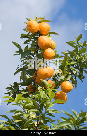 Reifer Orangen am Baum Stockfoto