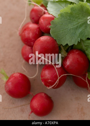 Radieschen auf Terrakotta - hohe Ende Hasselblad 61mb digitales Bild Stockfoto