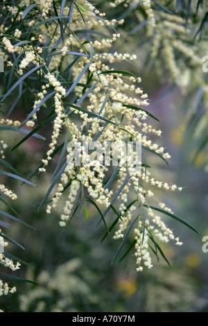 Akazie 'Exeter Hybrid', Acacia veitchiana. Australien Stockfoto