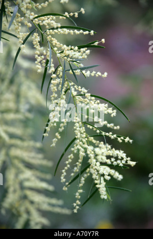 Akazie 'Exeter Hybrid', Acacia veitchiana. Australien Stockfoto