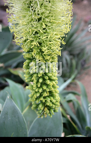 Lion es Tail aka Swans Hals oder Fuchsschwanz, Agave Attenuata, Agavaceae, Mexiko Stockfoto