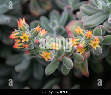 Chenille Plant, Plüsch Plant, Echeveria Pulvinata, Crassulaceae. Mexiko Stockfoto