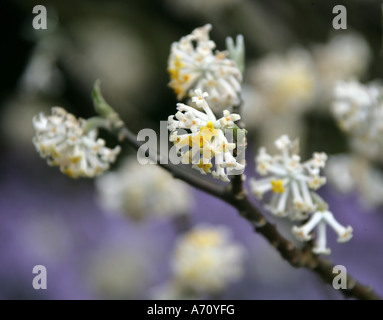 Edgeworthia Chrysantha oder Paperbush Pflanze, Thymelaeaceae. Korea, China. Stockfoto