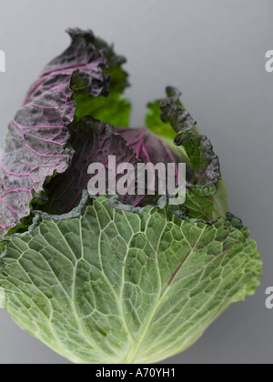 Januar König Kohl auf grauem Hintergrund - high-End Hasselblad 61mb digitales Bild Stockfoto