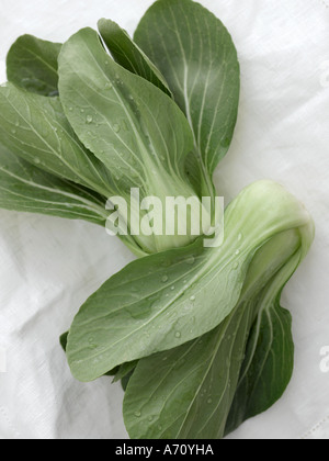 Pak Choi auf weißem Leinen Hintergrund - high-End Hasselblad 61mb digitales Bild Stockfoto