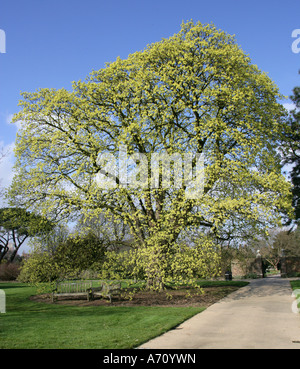 Italienische Ahornbaum Blüte Acer Obtusatum, Sapindaceae (Aceraceae). Stockfoto