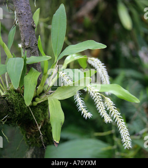 Heu-duftende Orchidee oder Schale-wie Dendrochilum, Dendrochilum Glumaceum, Orchidaceae. Philippinen, Süd-Ost-Asien. Stockfoto