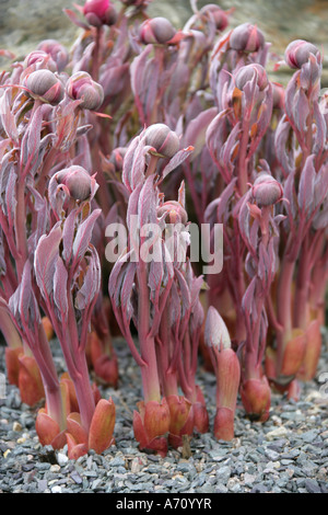 Türkische Pfingstrose, Paeonia Turcica, Paeoniaceae, eine seltene Pfingstrose aus der Türkei Stockfoto