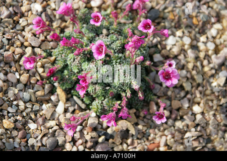 Saxifraga Riverslea, Saxifragaceae Stockfoto