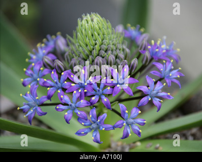 Portugiesischer Squill, Scilla peruviana var venusta, Mittelmeer Stockfoto