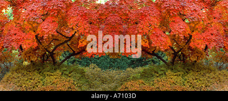 Asiatische Herbst gespiegelt, Seoul, Korea Stockfoto