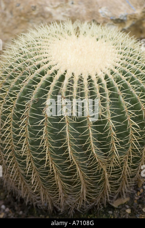 Nahaufnahme eines kugelförmigen Kaktusses, Echinocactus grusonii, auch bekannt als goldener Fasskaktus, aus Mexiko. Familie der Cactaceae. Stockfoto