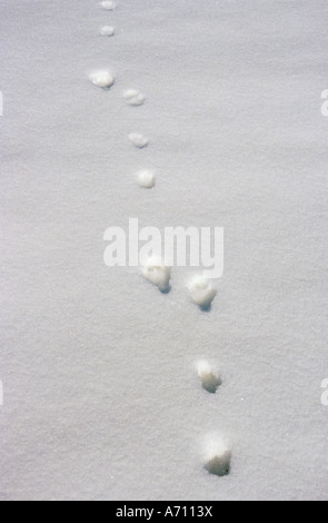 Schneehase (Lepus timidus), Spur im Schnee. Stockfoto