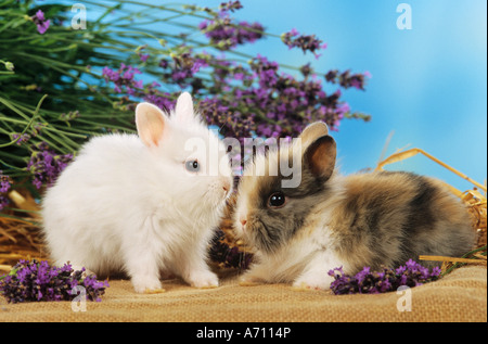 zwei junge Zwergkaninchen zwischen Blüten / Sylilagus Idahoensis / Brachylagus Idahoensis Stockfoto