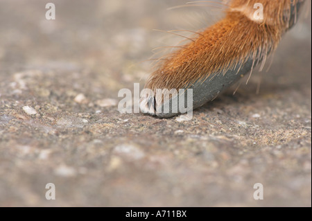 Bein einer Vogel-Essen Spinne / Theraposidae Aviculariidae Stockfoto