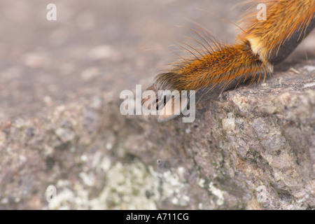 Bein einer Vogel-Essen Spinne / Theraposidae Aviculariidae Stockfoto
