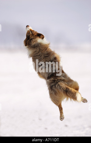 Australian Shepherd durch Schnee zu springen Stockfoto