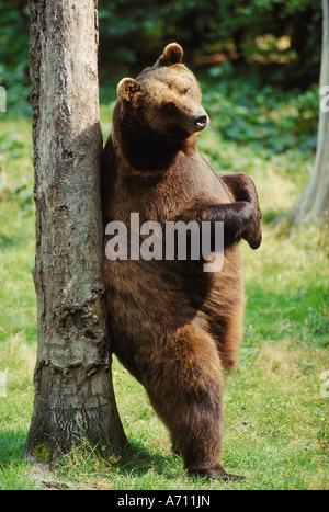 Braunbär Schaben gegen einen Baum Ursus arctos Stockfoto