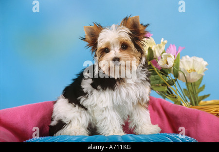 Biewer Yorkshire Welpen sitzen Stockfoto