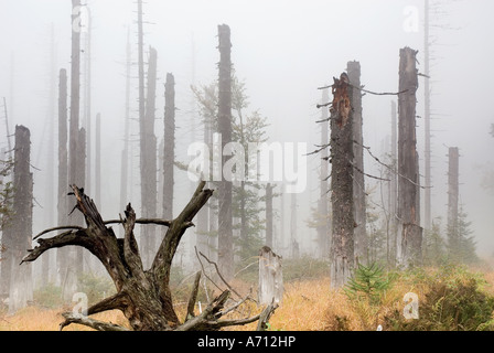 Wald durch Borkenkäfer geschädigt / Ips Typographus Stockfoto