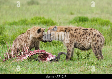 zwei Hyänen in Beute entdeckt / Crocuta Crocuta Stockfoto