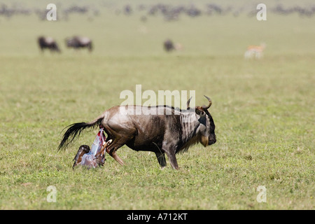 Geburt eines Gnus / Connochaetes Taurinus Stockfoto