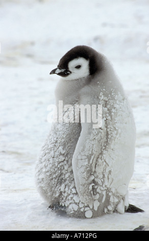 Kaiserpinguin - Cub / Aptenodytes Forsteri Stockfoto