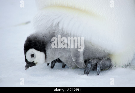 Kaiserpinguin - Cub / Aptenodytes Forsteri Stockfoto