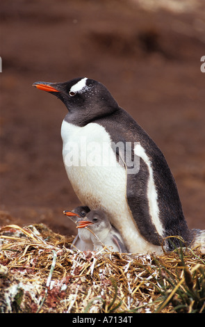 Gentoo Penguin mit jungen / Pygoscelis Papua Stockfoto