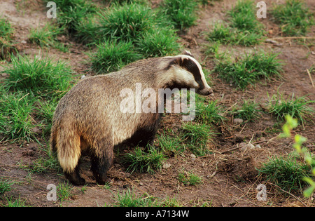 Alten Welt Dachs / Meles Meles Stockfoto