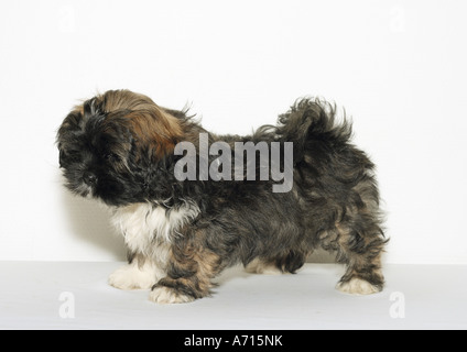 Lhasa Apso Welpen (9 Wochen) - stehende Lateral - Ausschneiden Stockfoto