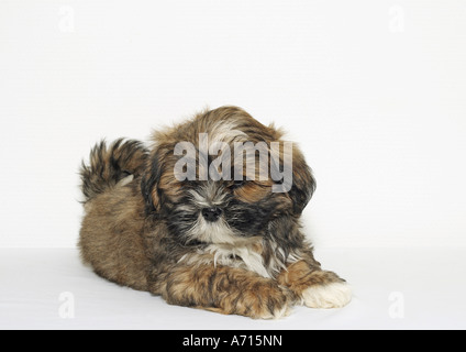 Lhasa Apso (9 Wochen) - liegend - Ausschneiden Stockfoto