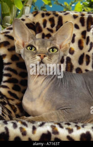 Sphynx Katzen - liegend Stockfoto