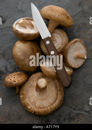 Shitake Pilze auf Schiefer - high-End Hasselblad 61mb digitales Bild Stockfoto