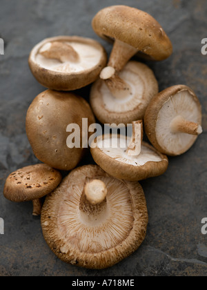 Shitake Pilze - high-End Hasselblad 61mb digitales Bild Stockfoto