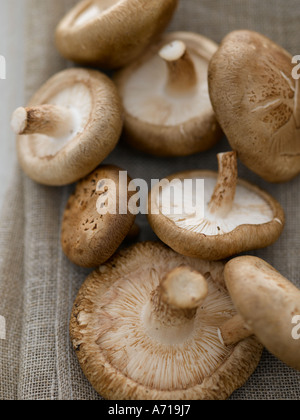 Shitake Pilze - high-End Hasselblad 61mb digitales Bild Stockfoto