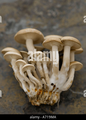 Hon Shimeji asiatische Pilze auf Hasselblad pro Digitalkamera gedreht Stockfoto