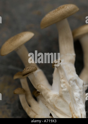 Hon Shimeji asiatische Pilze auf Hasselblad pro Digitalkamera gedreht Stockfoto