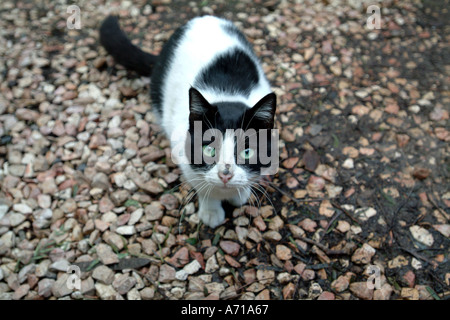 schwarze und weiße streunende Katze Stockfoto