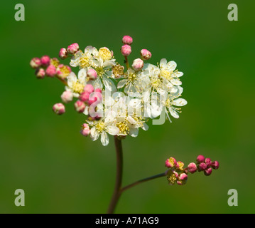 Gemeinsamer Name: Mädesüß lateinischer Name: Filipendula Ulmaria Stockfoto