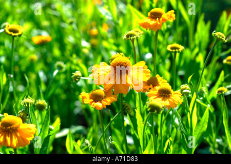 Gelb blühende Sneezeweed (Helenium Autmnale) Stockfoto