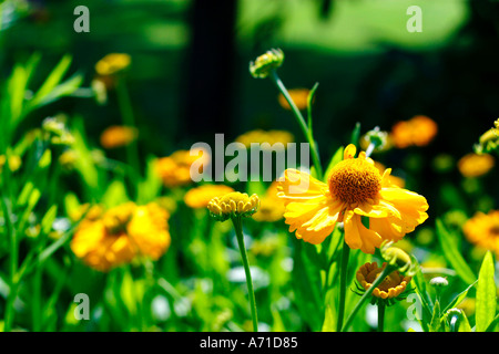 Helenium Autmnale Sneezeweed Stockfoto