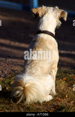 Tibet Terrier Hund gesehen von hinten sitzen Stockfoto