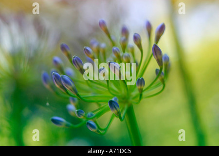 Nahaufnahme der Knospen an einer Agapanthus-Anlage Stockfoto