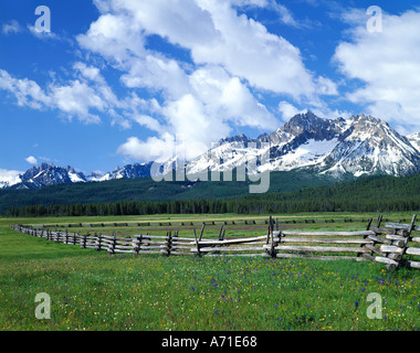 Kleine weiße lila Wildblumen im Feld Log Zaun in der Nähe von immergrünen Wald und gezackte schneebedeckten Bergen Stanley ID grenzt Stockfoto